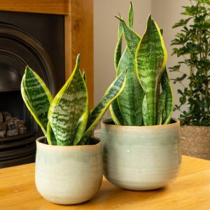 Sansevieria trifasciata