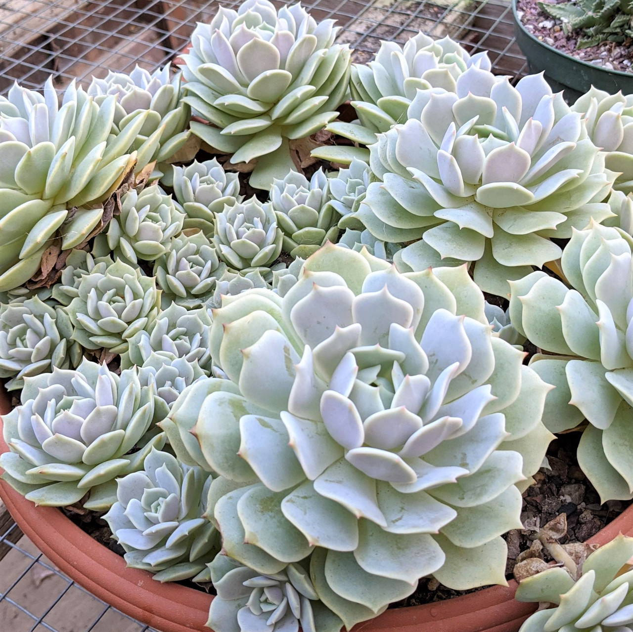 echeveria lola echeveria lola