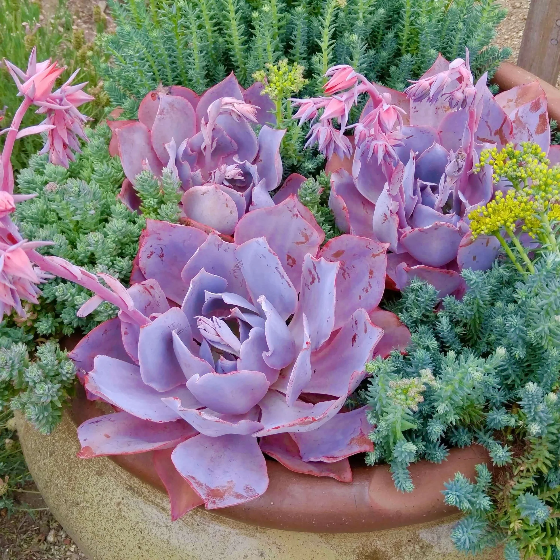 echeveria afterglow echeveria afterglow