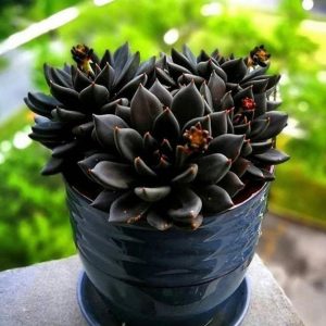 echeveria black prince