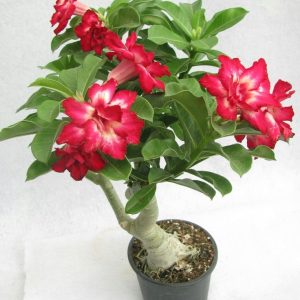 adenium