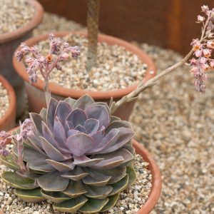 echeveria perle von nurnberg