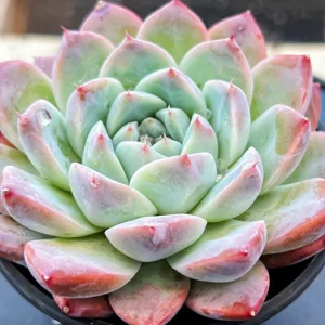 echeveria elegans